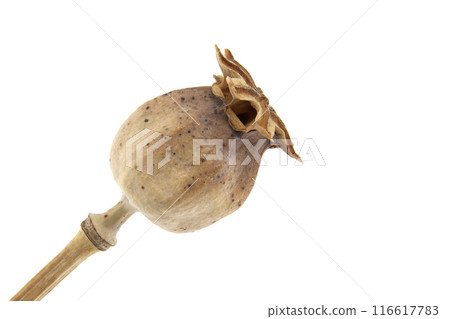 Dried poppy seed pod over white background 116617783