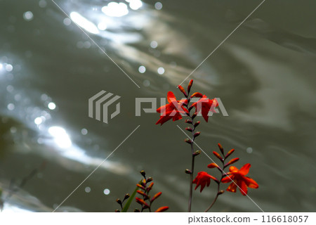 Himehiougi daffodils on the Yasuragi bank of the Shinano River 116618057