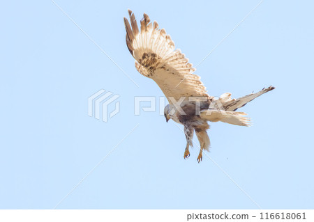 A beautiful hovering Ruffed Hawk (Accipitridae) on the Tone River riverbed, Gunma Prefecture, Japan. 116618061