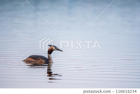 The waterfowl bird Great Crested Grebe swimming in the calm lake The waterfowl bird Great Crested Grebe swimming in the calm lake 116618234