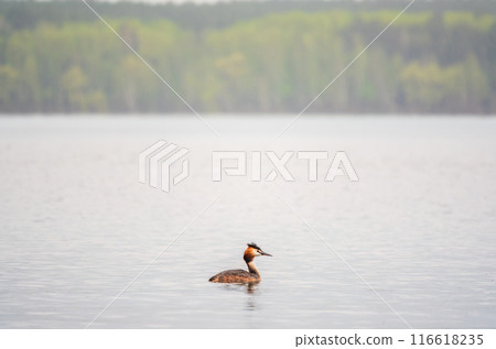 The waterfowl bird Great Crested Grebe swimming in the calm lake The waterfowl bird Great Crested Grebe swimming in the calm lake 116618235