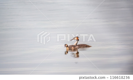 Two Great Crested Grebes swim in the lake Two Great Crested Grebes swim in the lake 116618236
