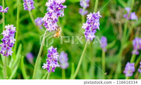 一隻蜜蜂 一隻蜜蜂 116618334