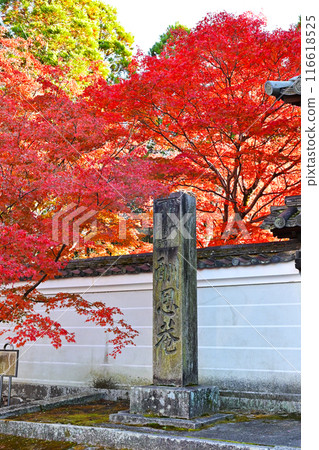 Autumn foliage scenery at Shuonan, Ikkyu-ji Temple's main gate, famous autumn foliage spots in Kyoto, tourist spots in Kyoto in autumn Autumn foliage scenery at Shuonan, Ikkyu-ji Temple's main gate, famous autumn foliage spots in Kyoto, tourist spots in Kyoto in autumn 116618525