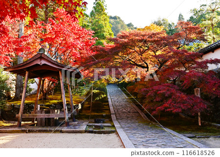 Autumn foliage scenery at Shuonan; stone-paved approach to Ikkyu-ji Temple; famous autumn foliage spots in Kyoto; autumn Kyoto tourist spots Autumn foliage scenery at Shuonan; stone-paved approach to Ikkyu-ji Temple; famous autumn foliage spots in Kyoto; autumn Kyoto tourist spots 116618526