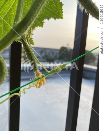 Cucumber vines are adorable Cucumber vines are adorable 116618655