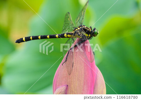 Summer's Big Lotus Flower and Giant Dragonfly Summer's Big Lotus Flower and Giant Dragonfly 116618780