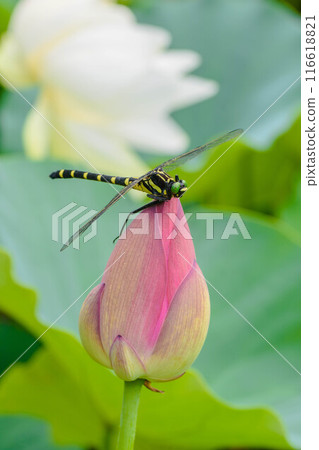 Summer's Big Lotus Flower and Giant Dragonfly 116618821