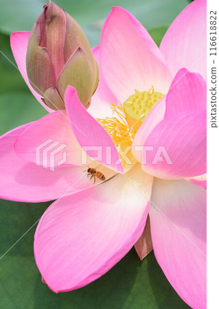 Summer large lotus flower Summer large lotus flower 116618822