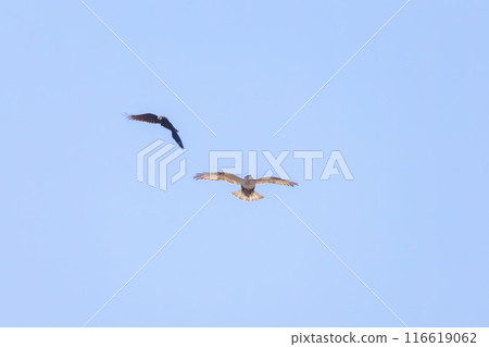 A beautiful Rough-legged Hawk (Accipitridae) fighting a crow while flying. On the Tone River riverbed, Gunma Prefecture, Japan. A beautiful Rough-legged Hawk (Accipitridae) fighting a crow while flying. On the Tone River riverbed, Gunma Prefecture, Japan. 116619062