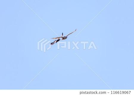 一隻美麗的柯辛禿鷹（鷹科）在飛行中與烏鴉搏鬥。  日本群馬縣利根川河床。 116619067