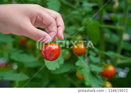 Child's hands picking cherry tomatoes in a home garden Child's hands picking cherry tomatoes in a home garden 116619072