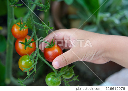 Child's hands picking cherry tomatoes in a home garden 116619076