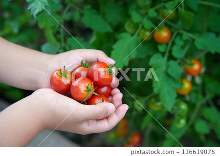 孩子的手在家庭花園裡採櫻桃番茄 116619078