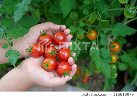 孩子的手在家庭花園裡採櫻桃番茄 116619079