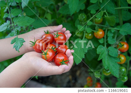 Child's hands harvesting cherry tomatoes in a home garden Child's hands harvesting cherry tomatoes in a home garden 116619081