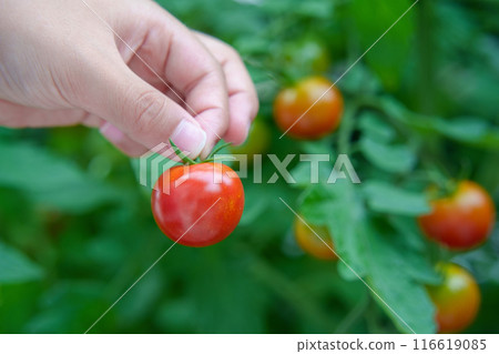 孩子的手在家庭花園裡採摘櫻桃西紅柿 116619085