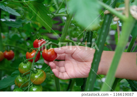 孩子的手在家庭花園裡採摘櫻桃西紅柿 孩子的手在家庭花園裡採摘櫻桃西紅柿 116619087