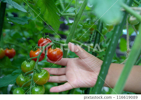孩子的手在家庭花園裡採摘櫻桃西紅柿 116619089