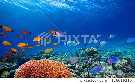 Colorful fish swimming in the tropical sea 116619219