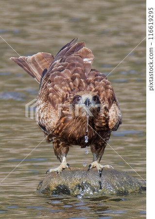 A black kite recharges with moisture A black kite recharges with moisture 116619295