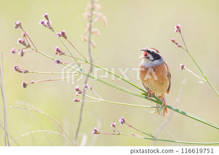 A white-throated sparrow chirping "I'm glad to read to you" from the branch of a Japanese bush clover A white-throated sparrow chirping "I'm glad to read to you" from the branch of a Japanese bush clover 116619751