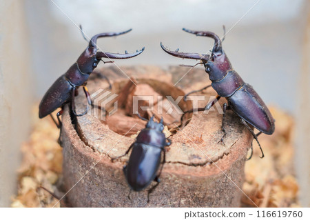 水牛形鋸齒鍬蟲 116619760