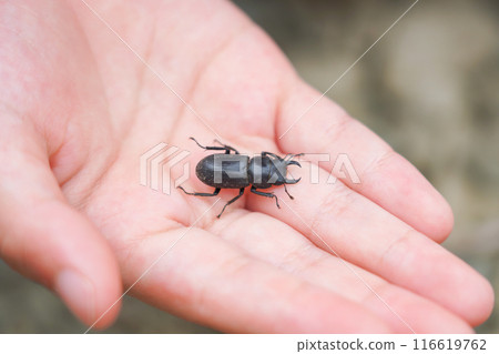 手掌上有一隻小鍬蟲 手掌上有一隻小鍬蟲 116619762