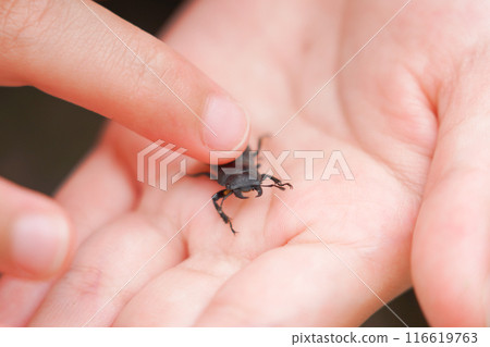 手掌上有小鍬蟲 手掌上有小鍬蟲 116619763