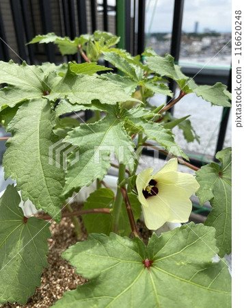 Okra Hydroponic Cultivation Record 116620248