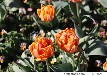 Blooming orange roses 116620249