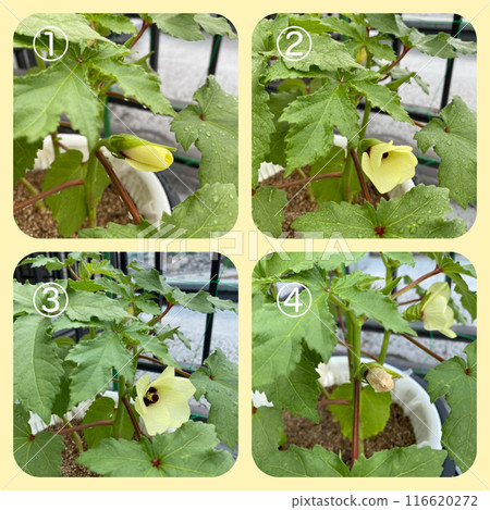 Okra flowers have bloomed Okra flowers have bloomed 116620272