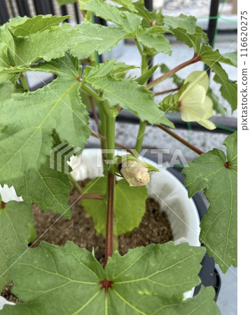 黃秋葵水耕栽培記錄 116620275