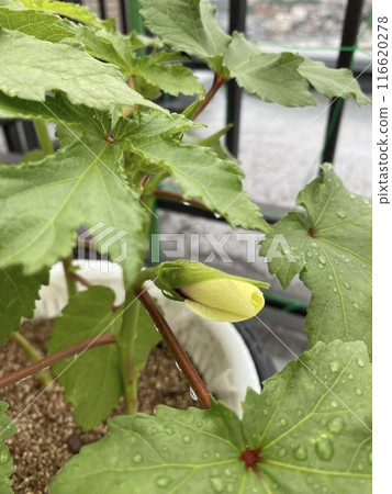 黃秋葵水耕栽培記錄 116620278