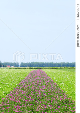 北海道的馬鈴薯田 116620284