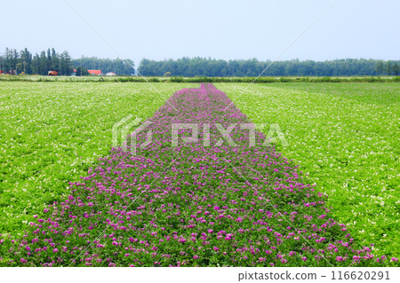 Potato field in Hokkaido Potato field in Hokkaido 116620291