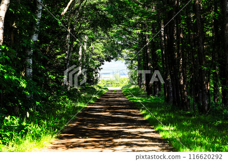 A refreshing green tunnel A refreshing green tunnel 116620292