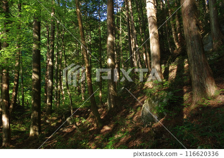 Forest landscape Forest landscape 116620336