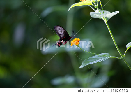 貝尼蒙燕尾吸吮花蜜 貝尼蒙燕尾吸吮花蜜 116620360