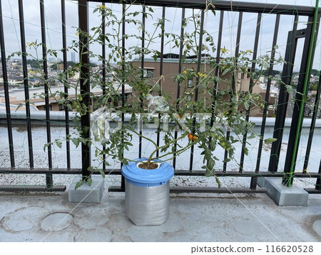 迷你番茄水耕栽培記錄 116620528