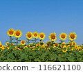 Sunflowers in full bloom against the blue sky 116621100