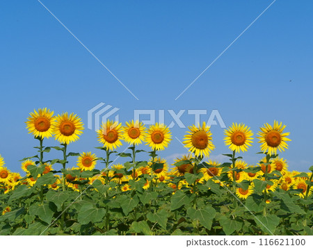 Sunflowers in full bloom against the blue sky Sunflowers in full bloom against the blue sky 116621100