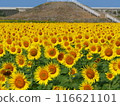 Sunflowers at Yanagawa Sunflower Garden, Fukuoka Prefecture 116621101