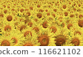 Sunflower field spreading to one side 116621102