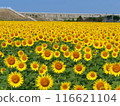 Sunflowers at Yanagawa Sunflower Garden, Fukuoka Prefecture 116621104