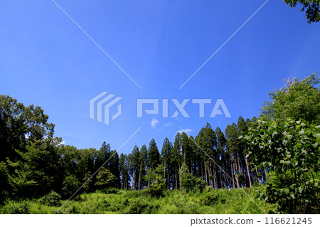 Oguni-machi, Aso-gun, Kumamoto Prefecture, Former National Railway Miyahara Line Promenade, Scenery along the line, Blue sky and fresh green forest 116621245