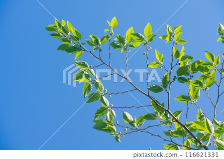 樹枝延伸到藍藍的天空 116621331