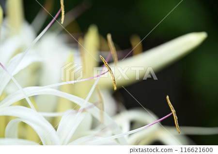 Anthers of Crinum umbellata 116621600
