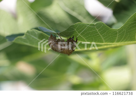 蟬的殼棲息在無花果樹上 蟬的殼棲息在無花果樹上 116621738