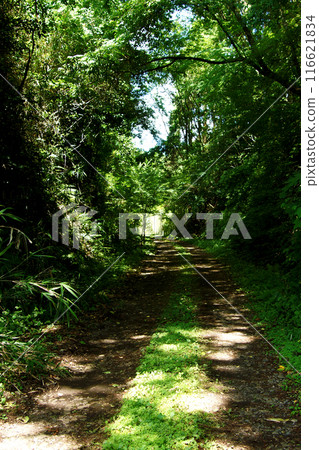 熊本縣阿蘇郡小國町，原國鐵宮原線長廊，沿線風景，清新的綠色森林 116621834